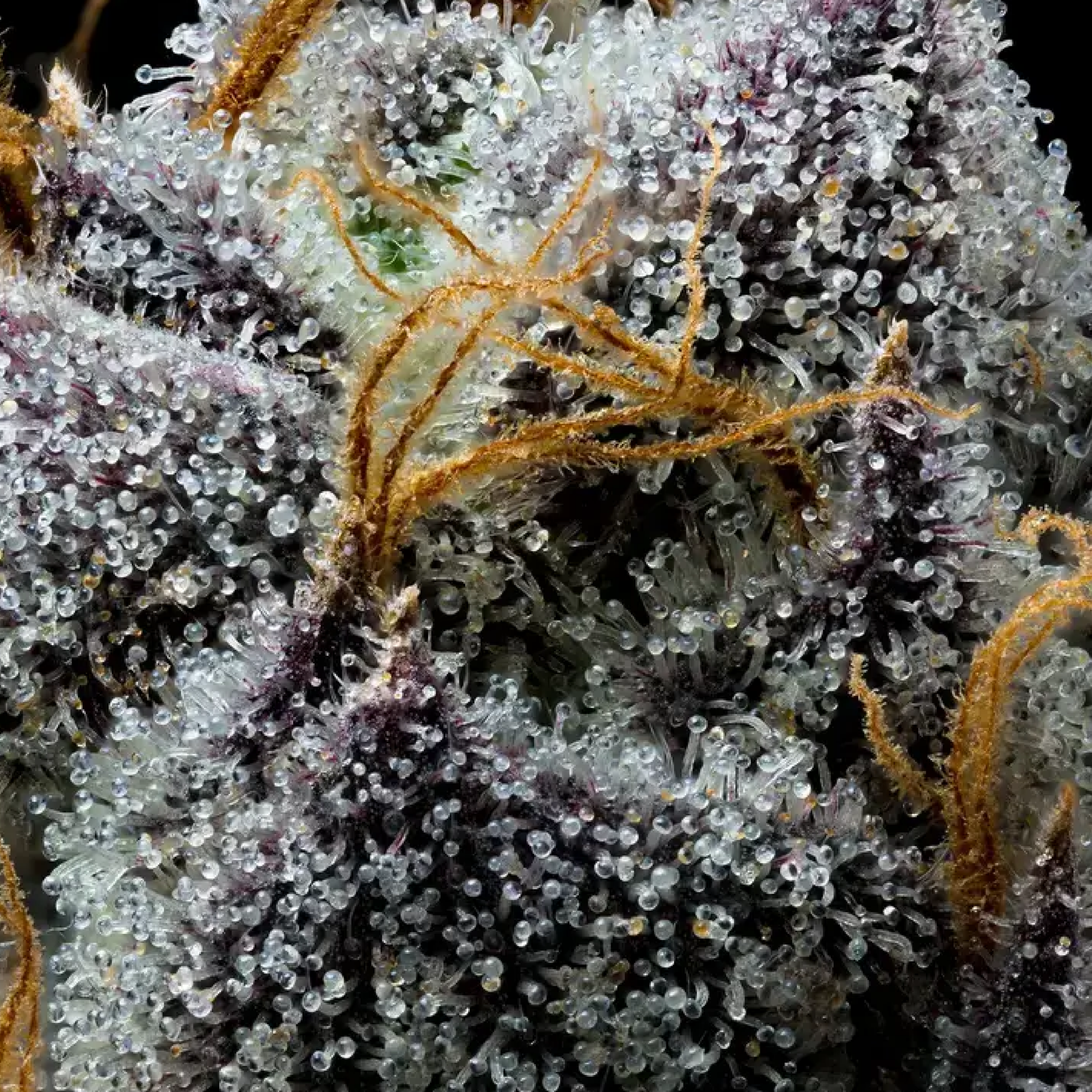 Permanent Marker Macro