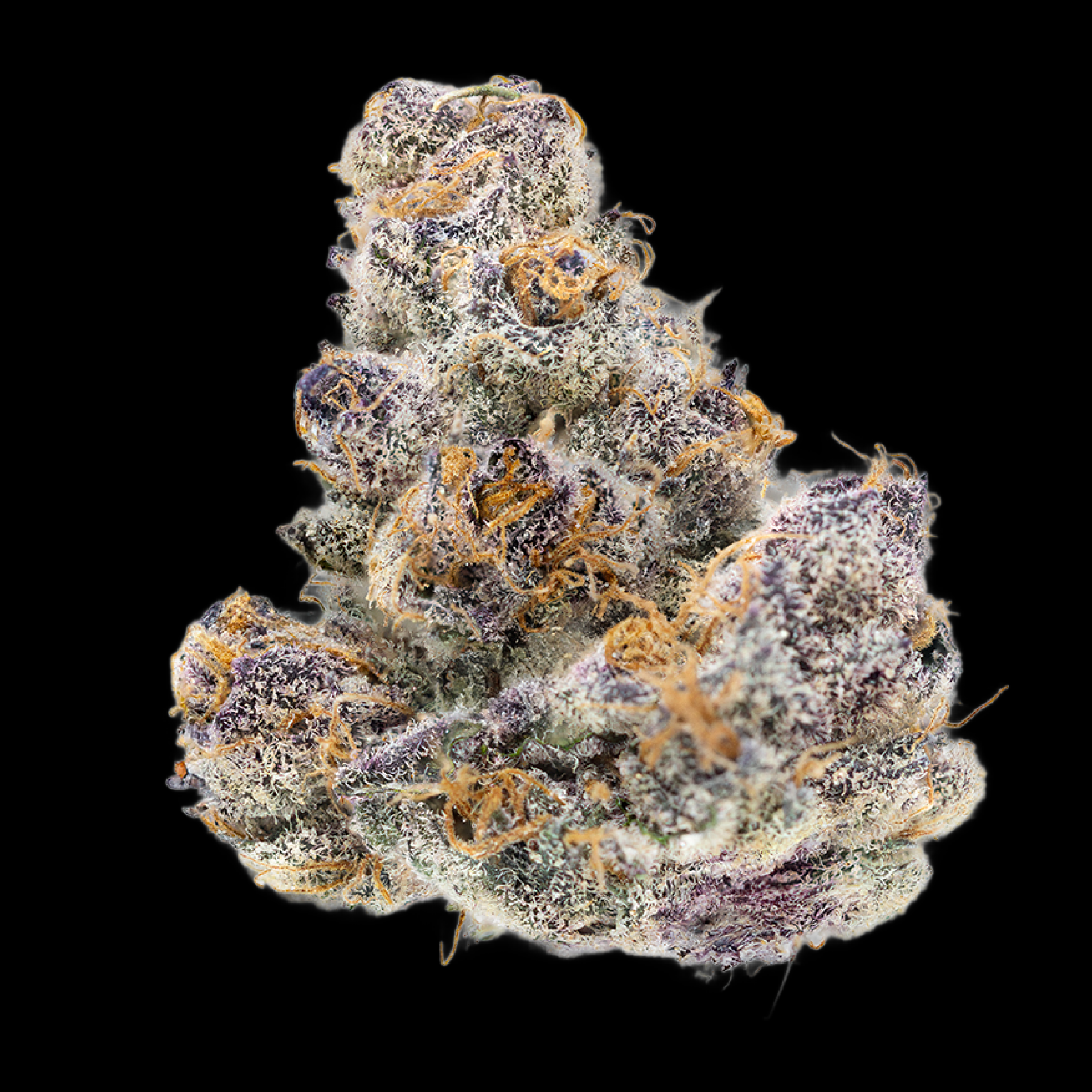 Permanent Marker Bud