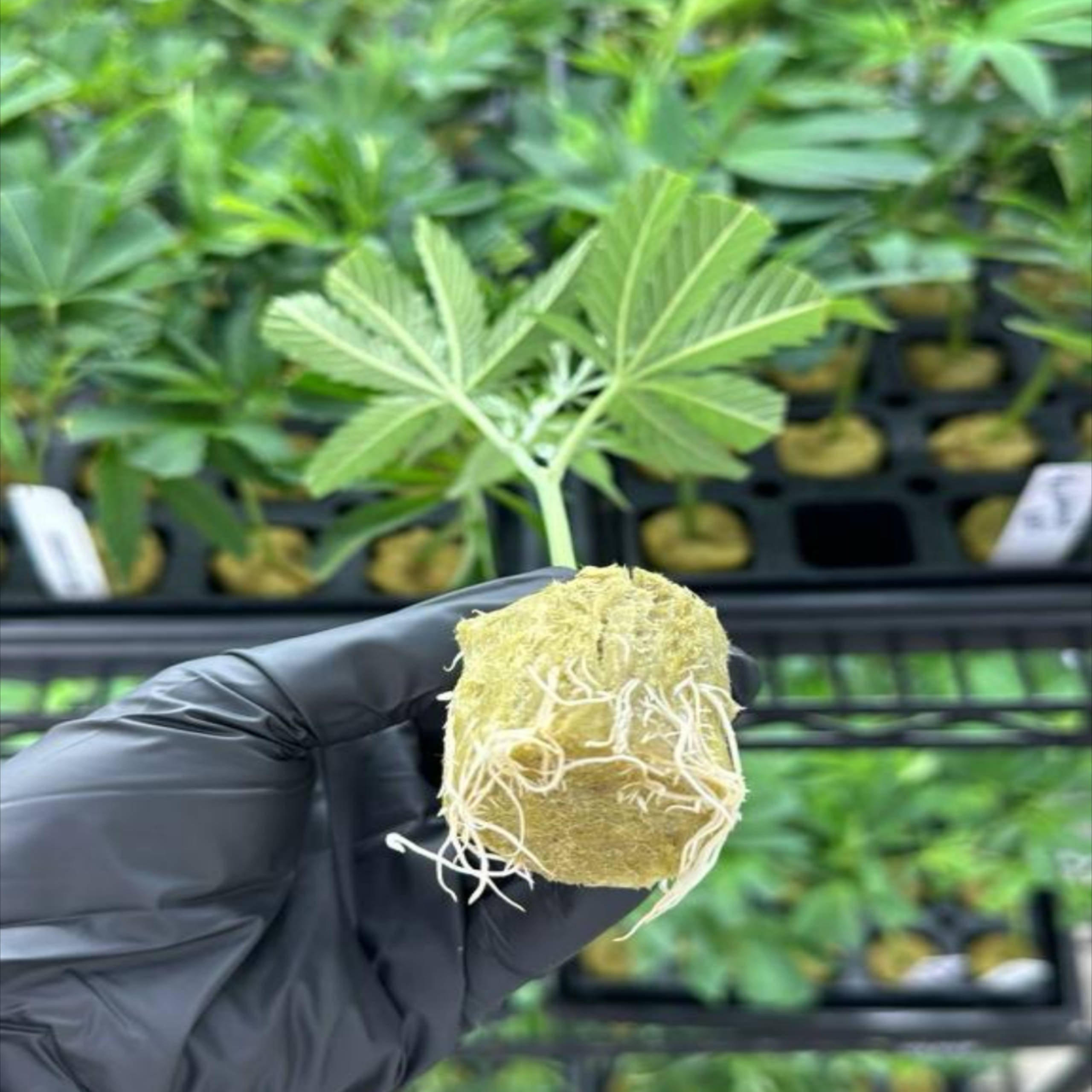 Permanent Marker Roots